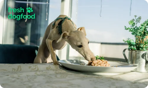 Мила собачка їсть здоровий корм