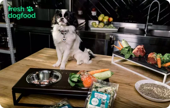 Рейтинг кормів для собак - Fresh Dog Food